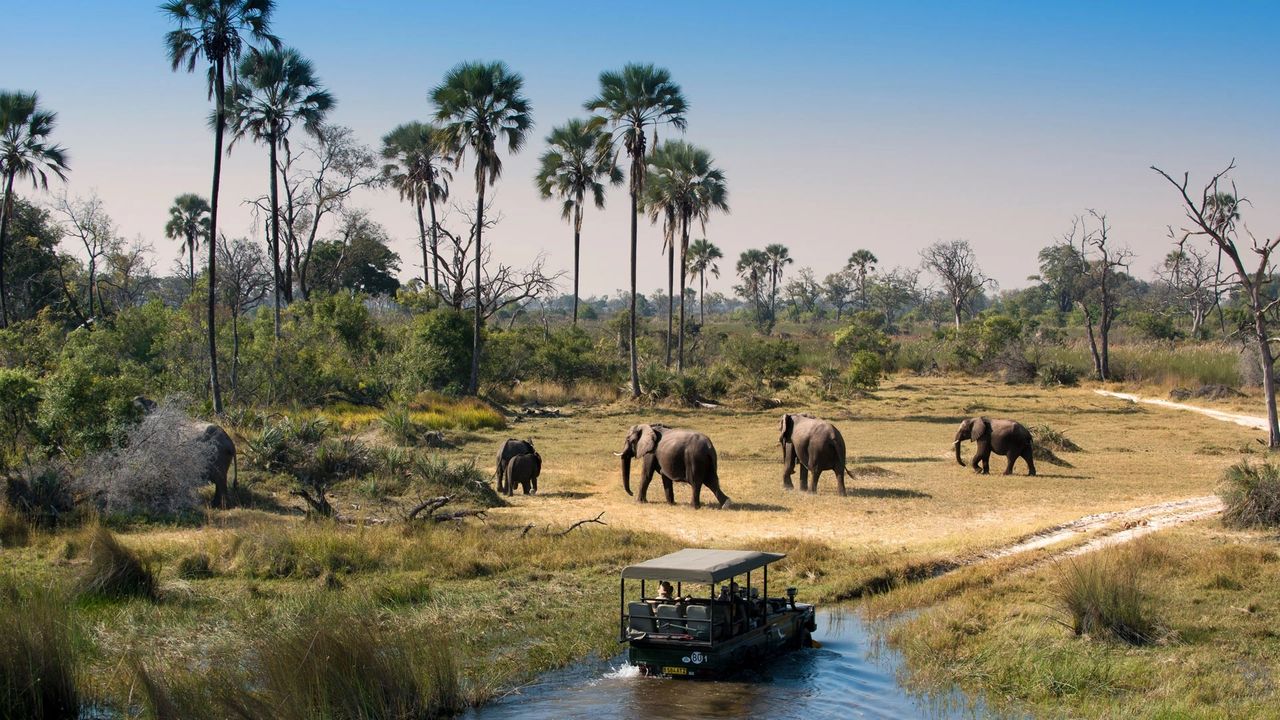 A safari in Botswana