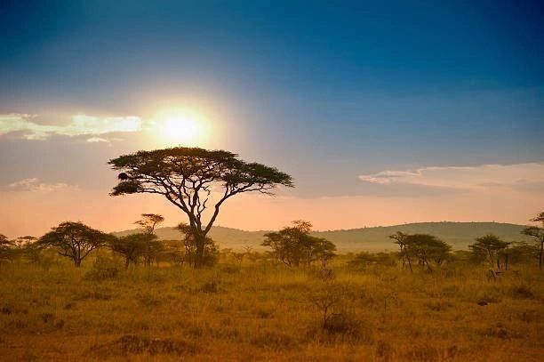 The Serengeti National Park, Tanzania