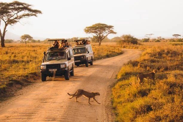 Going on a safari in the Serengeti National park