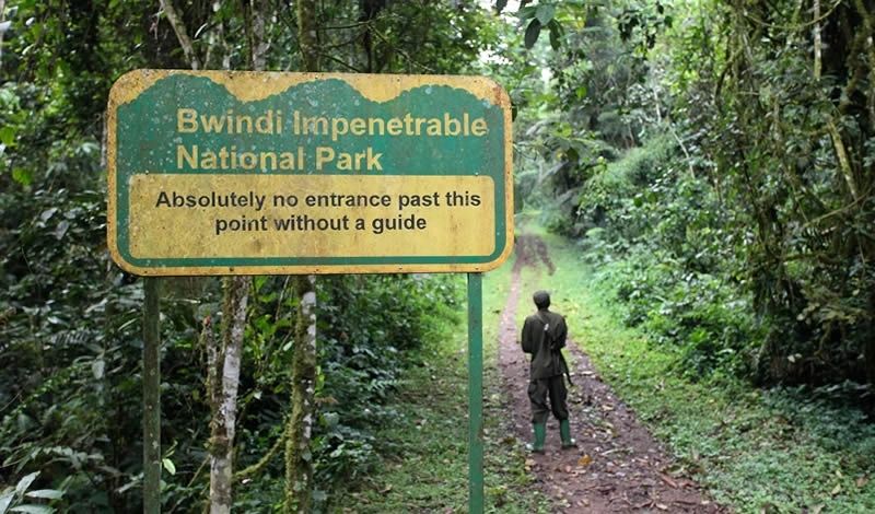 Bwindi Impenetrable Forest aand National park
